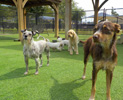 Cypress Pet Resort Daycare