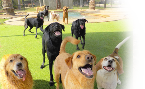 Dogs lined up for training
